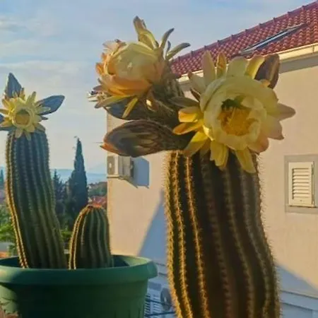 Apartmán Ankica Dekovici Bb