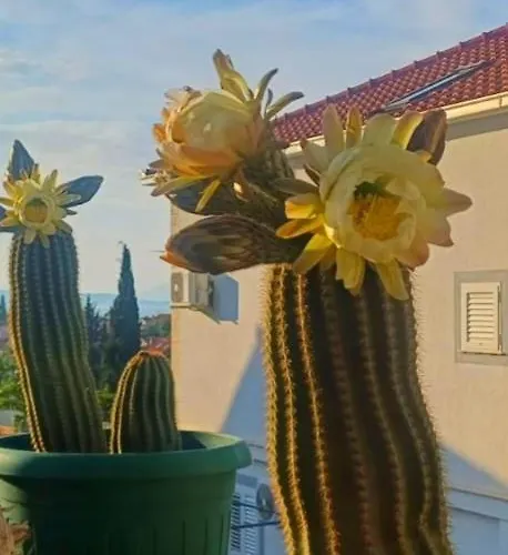 Appartement Ankica Dekovici Bb